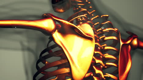 3d rendered medical animation of a human bones