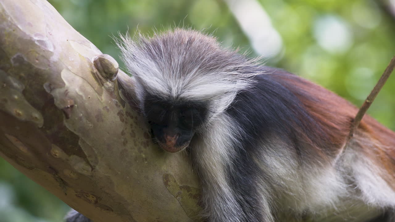 el mono colobus rojo de zanzíbar durmiendo en la rama de un árbol de la jungla, de cerca