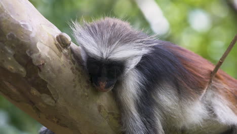 Zanzibar-Red-colobus-monkey-sleeping-on-jungle-tree-branch,-close-up