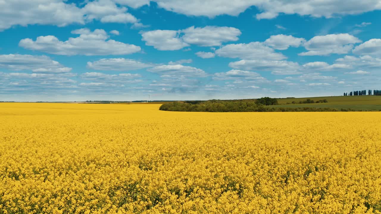 Aerial view of raps field. Colorful field of yellow blooming raps flowers