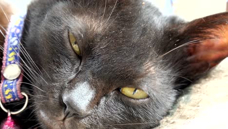 el gatito negro está durmiendo.