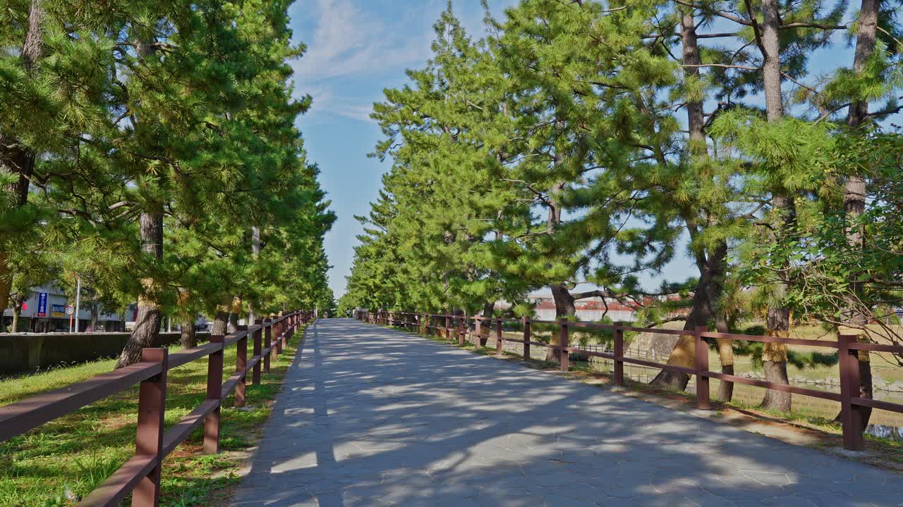 Vista amplia y soleada del sendero de Sōka Matsubara, enmarcado por pinos verdes, altos y densos, y barandillas bajas de madera