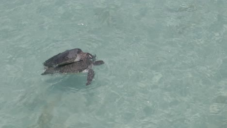 Sea-turtles-copulating-and-breathing-In-blue-transparent-water-Pacific-Ocean,-Exmouth-Western-Australia-Top-view-aerial-shot