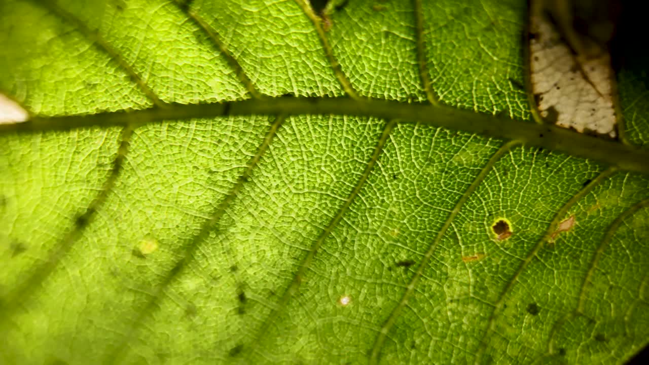 Close-up of a Green Leaf