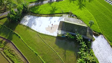 Granjero-Secado-Al-Sol-Arroz-Cosechado-Junto-A-Cabañas-Y-Campos-De-Arroz-En-Indonesia-–-Vista-Aérea