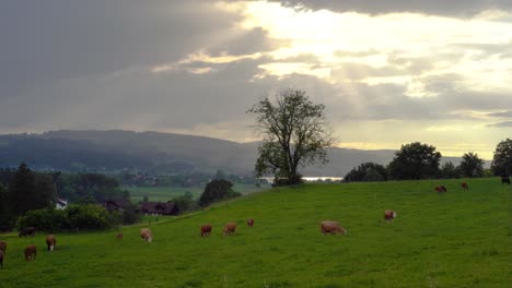 Herde-Kühe-Grasen-Auf-Einem-Hügel-Bei-Bewölktem-Sonnenuntergang