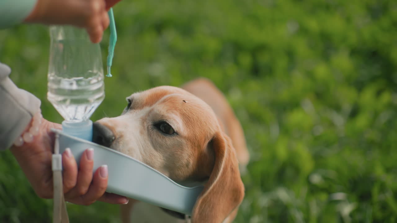 German Shepherd slurping water from portable bottle plate while being cared for by owner outdoors on lush green grass during sunny day refreshing hydration moment adorable dog enjoying fresh drink