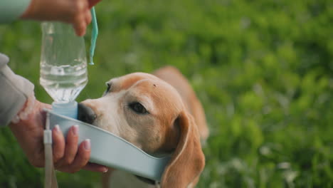 german shepherd slurping water from portable bottle plate while being cared for by owner outdoors on lush green grass during sunny day refreshing hydration moment adorable dog enjoying fresh drink