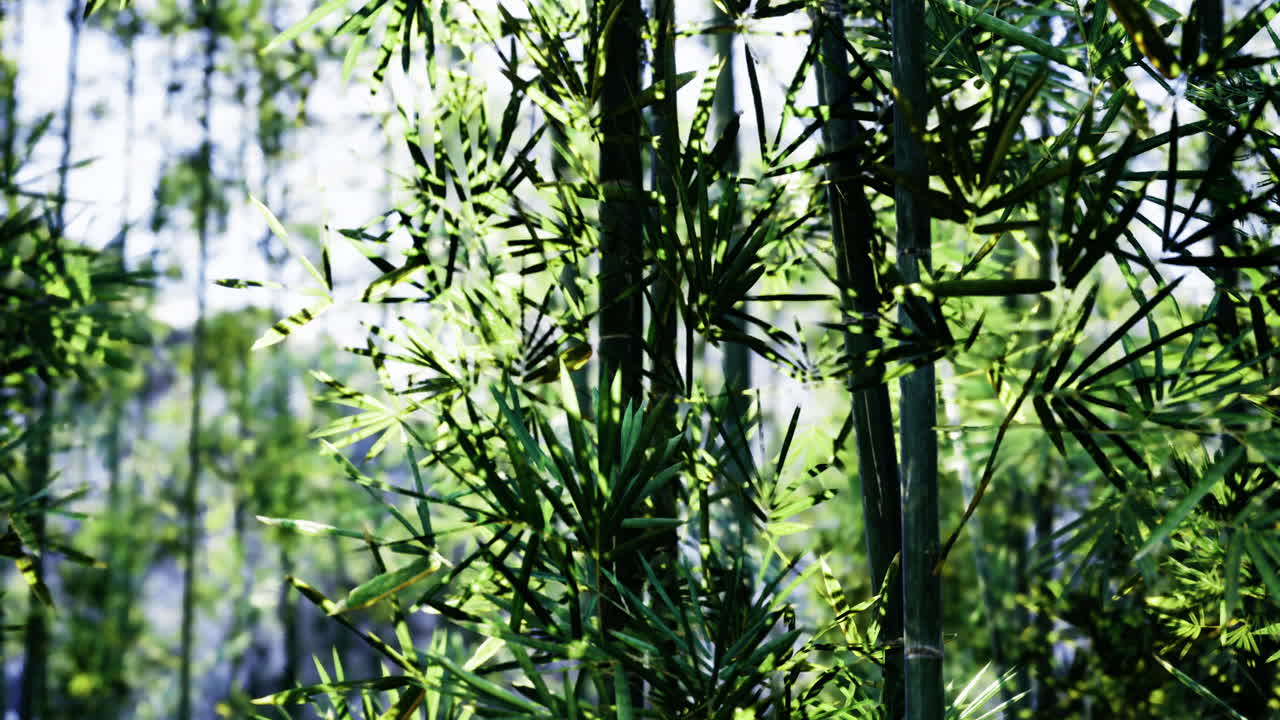 Sunlight filters through dense bamboo grove creating serene atmosphere