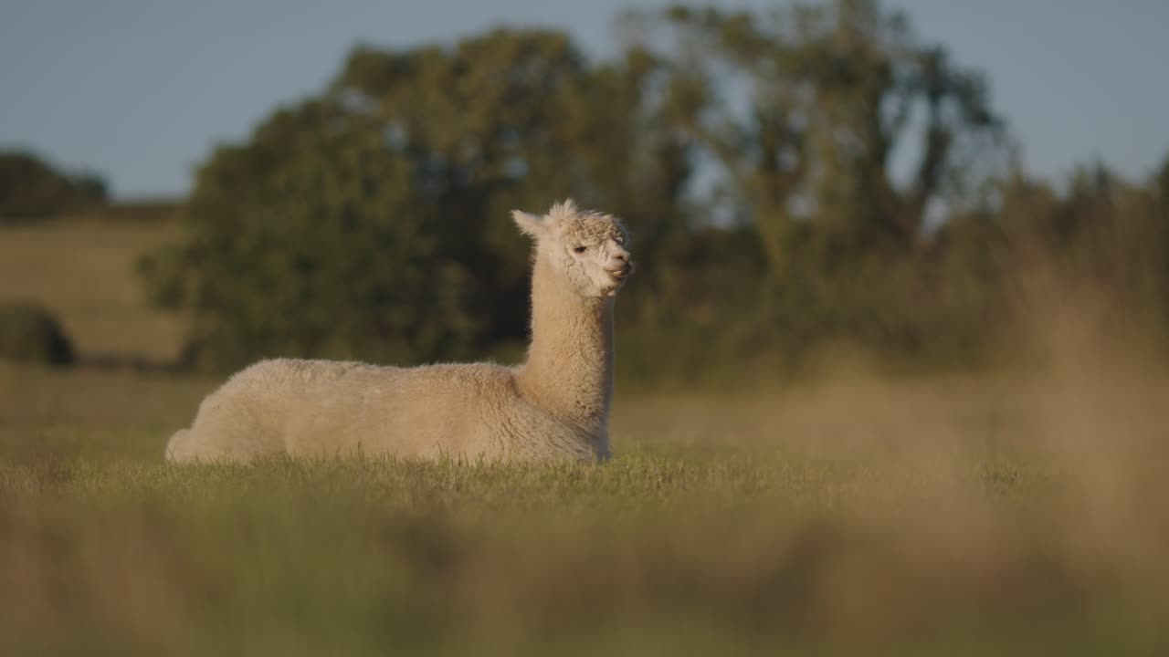 una linda alpaca tirada en el campo verde y pastando