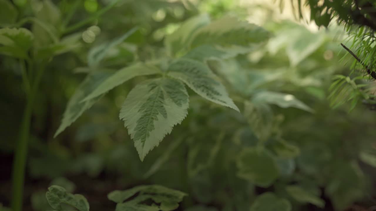 Lush Plant With Green Leaves Moving In The Wind In A Outdoor Garden, Isolated Closeup Shot.