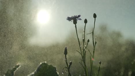 Auf-Dem-Feld-Sprießen-Blumen,-Und-Der-Bauer-Gießt-Sie