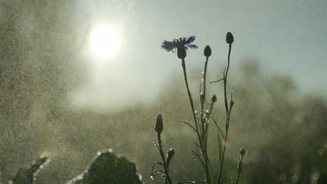 flowers sprout in the field and the farmer wateres them
