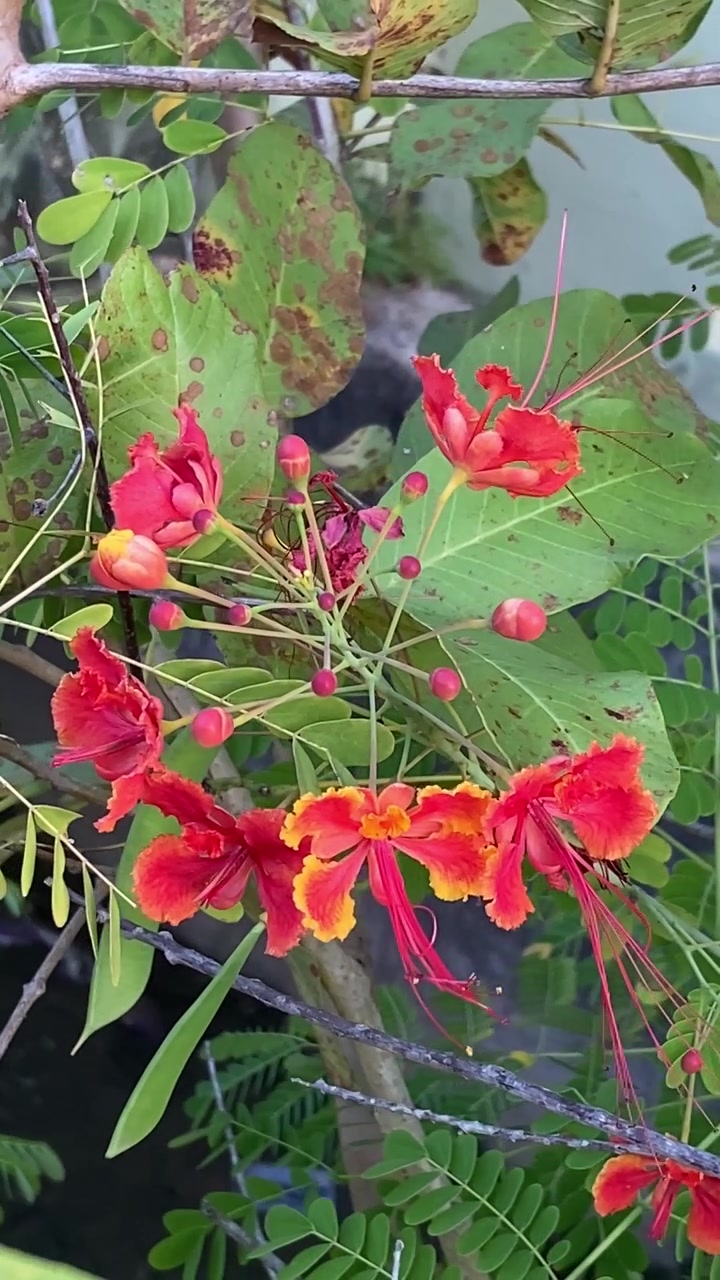 Vivaci fiori di Flamboyant rossi e arancioni che sbocciano in un giardino