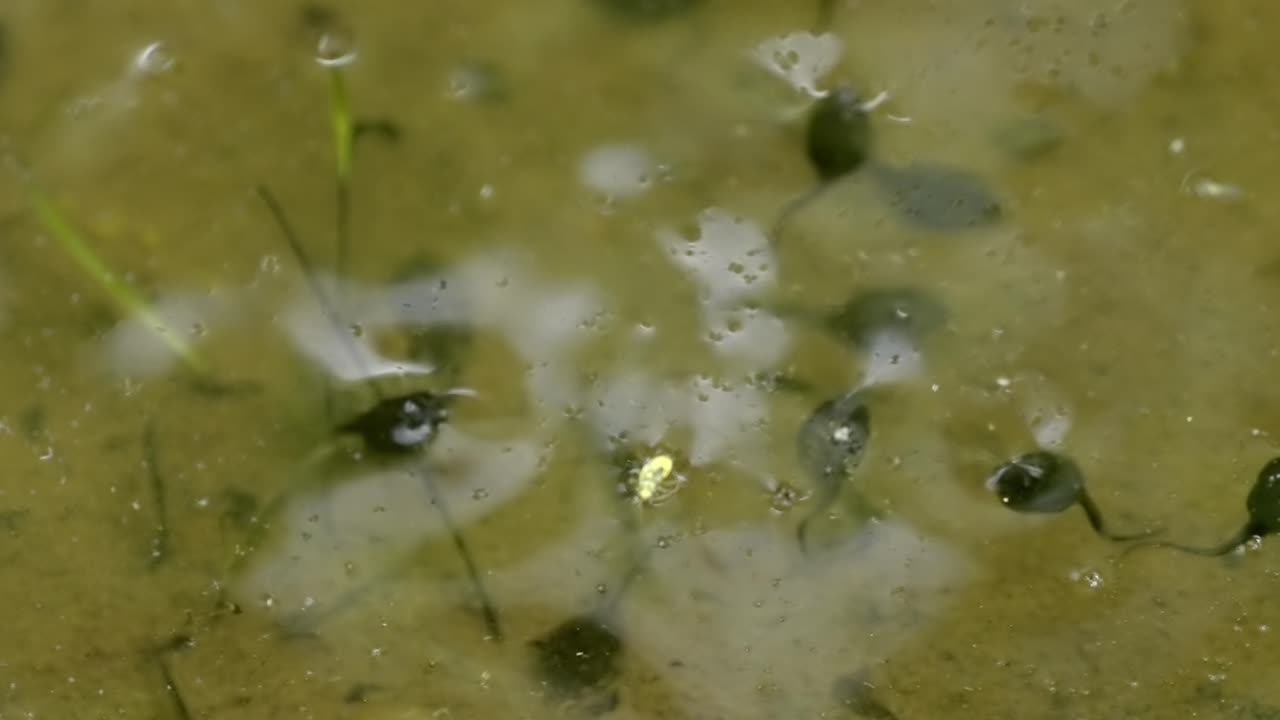 Tiny Tadpoles Swimming in Shallow Pond Water, Close Up Macro View