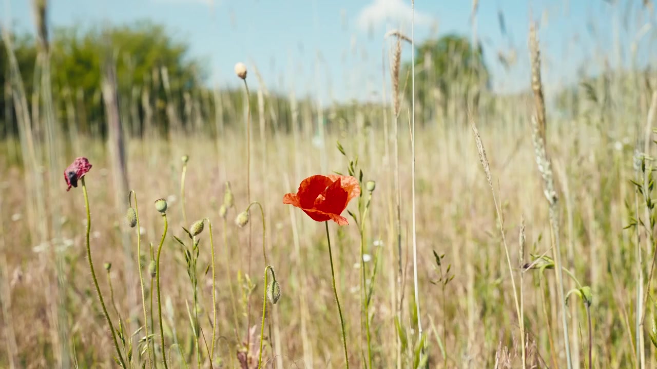 papavero nel campo