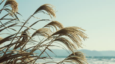 An-Einem-Sommertag-Weht-Das-Gras-Sanft-An-Der-Küste-Entlang