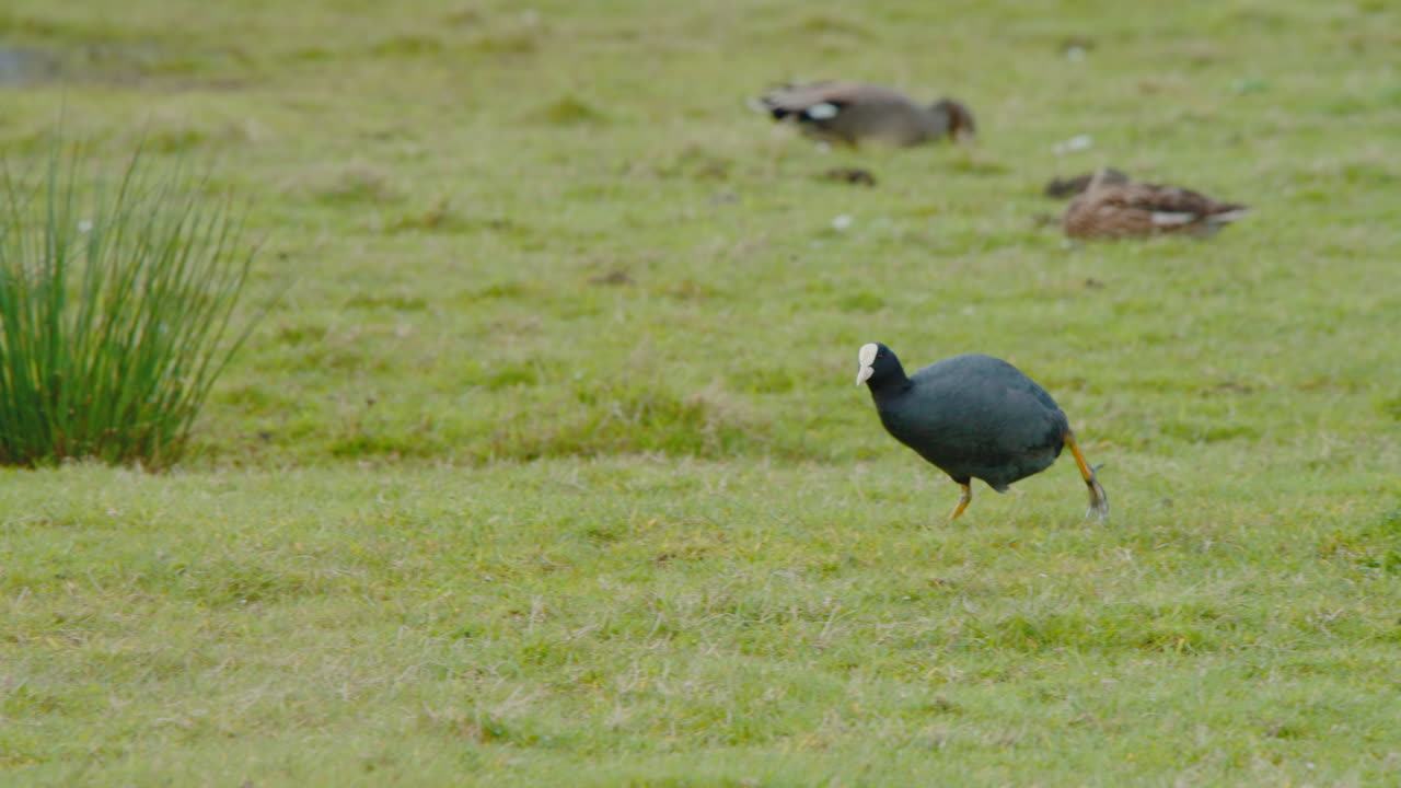 el coot eurasiático corre torpemente en el prado de tierras húmedas cubiertas de hierba con cañas