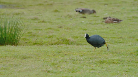 euraziatische coot loopt onhandig in een grasrijke wetlandweide met riet