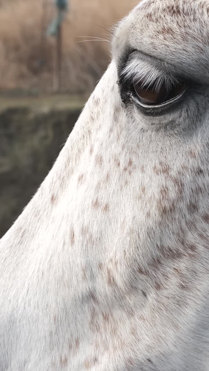 Captivating close-up of a white horse gently blinking its eyes
