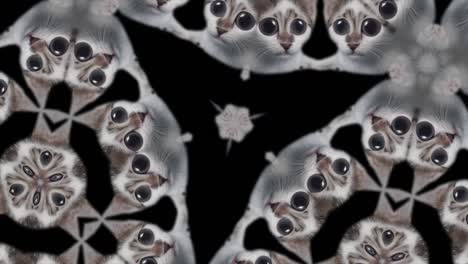 funny cat kaleidoscope, comic video. sweet increasing kitten,