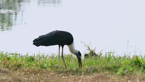 Mirando-Hacia-La-Derecha-Mientras-Come-Un-Pescado-Cerca-De-Un-Lago,-Cigüeña-Asiática-De-Cuello-Lanudo-Ciconia-Episcopus,-Casi-Amenazada,-Tailandia