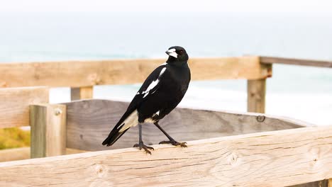 a magpie perches on a wooden fence by the ocean, captured in natural daylight with a serene coastal backdrop