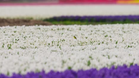 colorful flower field with a bird