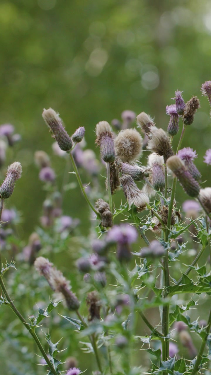 Fiori di cardo ondeggiano dolcemente all'aperto, illuminazione naturale soffusa, profondità di campo ridotta, leggero movimento della telecamera
