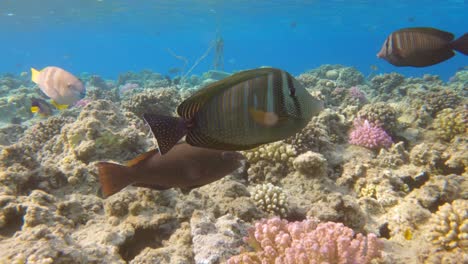 Nahaufnahme-Von-Sailfin-Tang-Tropischen-Fischen-Schwimmen