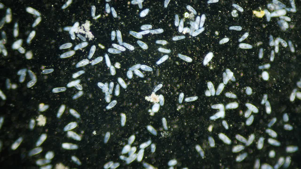 población de alta densidad de paramecio en el campo oscuro del microscopio