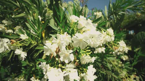 white flowers with a gimball