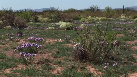 tiro medio de flores silvestres de texas que florecen en el suelo del desierto