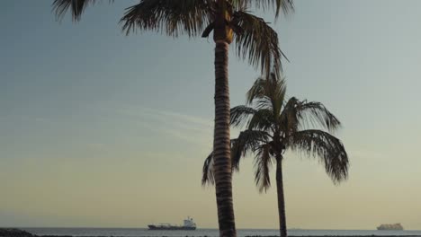 Palmeras-En-Una-Playa-En-Islas-Canarias