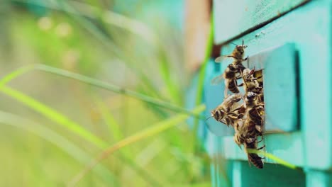 slow motion of honey bee flying around beehive with blurred background