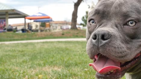 toma en cámara lenta de una mezcla de pit bull gris sonriente jadeando en el parque