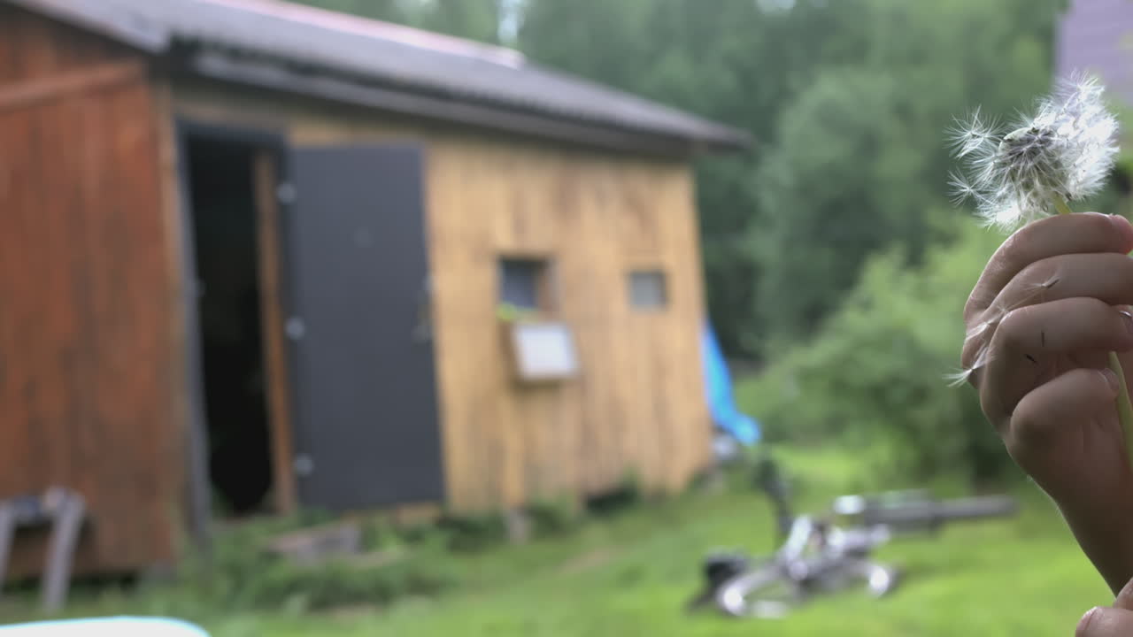niño soplando el diente de león