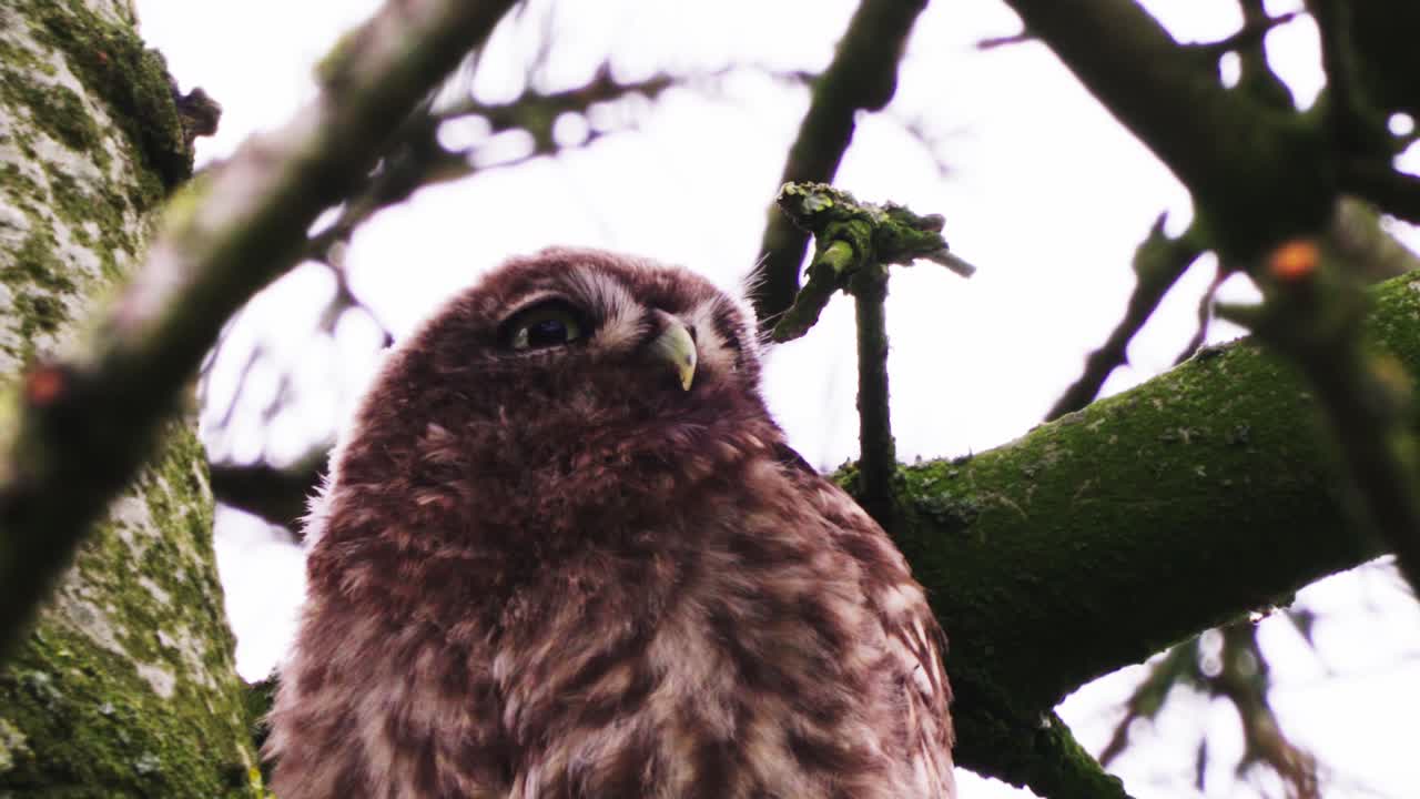 Nahaufnahme Porträt eines Steinkauzes im Wald, der auf einem Baum sitzt, aus der Froschperspektive