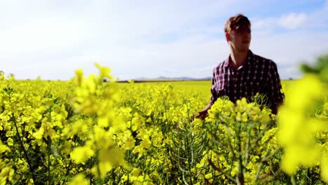 Man-walking-in-mustard-field