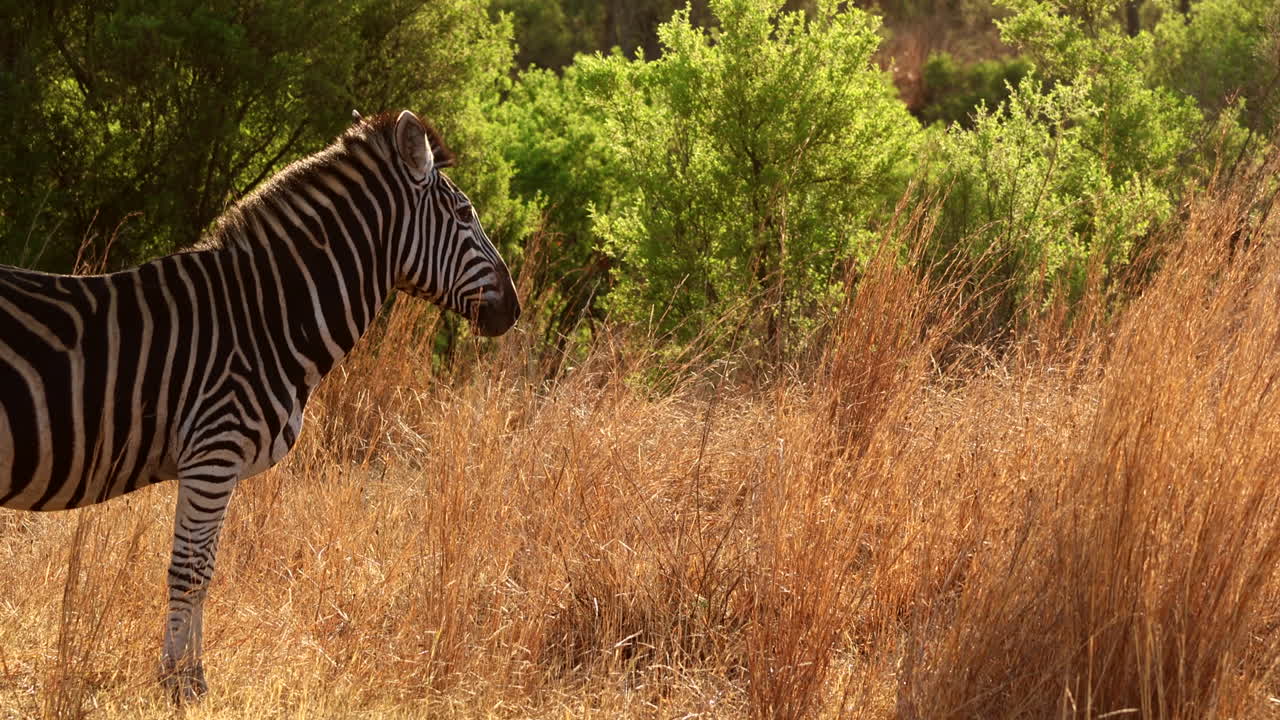 Zebra in the African Savanna