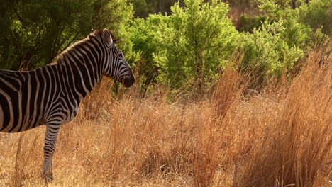 zebra in the african savanna