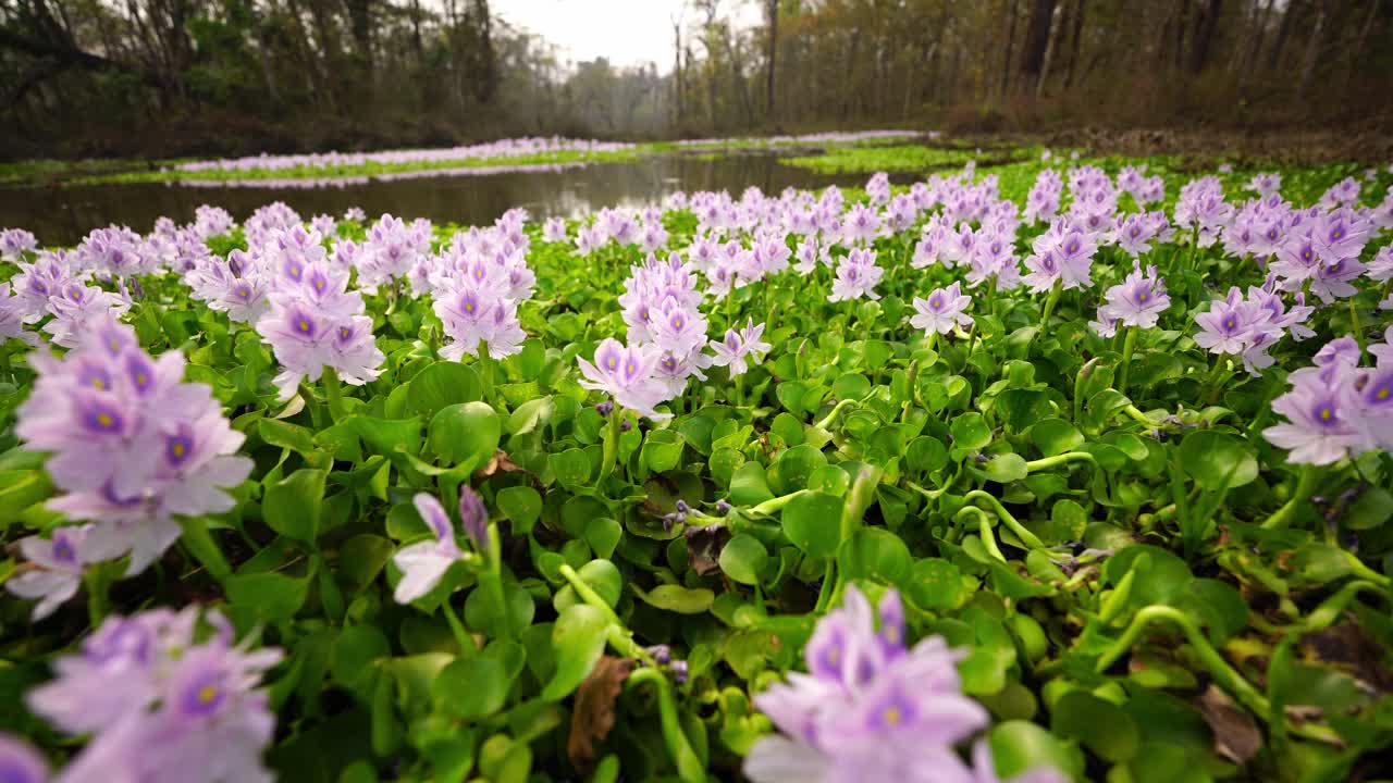 White wildflowers gently bloom across lush wetlands, creating a tranquil scene in a marshy environment. Perfect for showcasing biodiversity, calm nature, and the beauty of untouched habitats