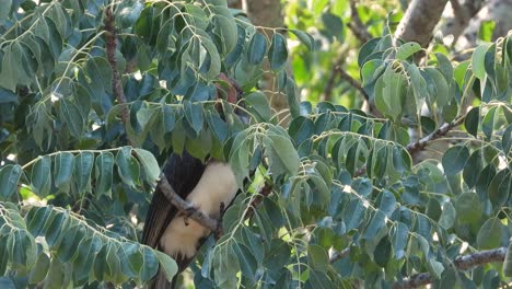 crowned hornbill perched in tree hidden behind leaves