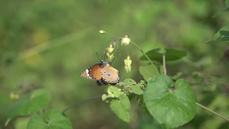 Mariposa-Recogiendo-Miel-De-Las-Flores