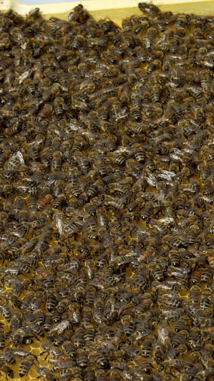Beekeeper is working with bees and beehives on the apiary. Bees on honeycomb. Frames of a bee hive. Beekeeping. Honey. Vertical video