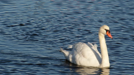 Aufnahme-Eines-Weißen-Singschwans,-Der-Aus-Dem-Rahmen-Auf-Dem-Lymington-River-Schwimmt