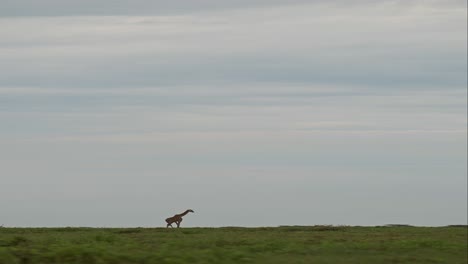 giraffe background with copy space, giraffe walking in serengeti national park in africa, vertical animal video for social media, instagram reels and tiktok of giraffe in tanzania with dramatic sky