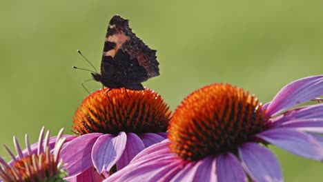 Una-Pequeña-Mariposa-De-Concha-De-Tortuga-Se-Alimenta-De-Coneflower-Naranja-A-La-Luz-Del-Sol