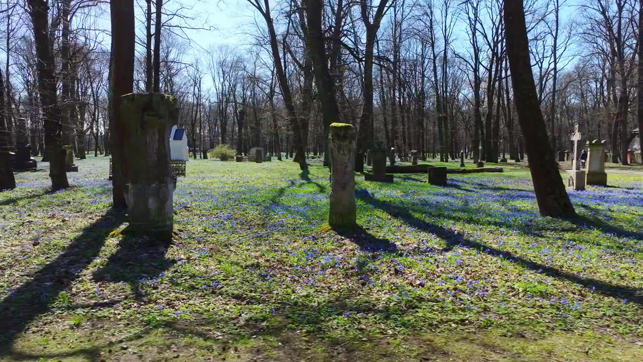 La telecamera scorre a sinistra, Cimitero di Brasa, mentre fiori blu primaverili sbocciano in tutta Riga.