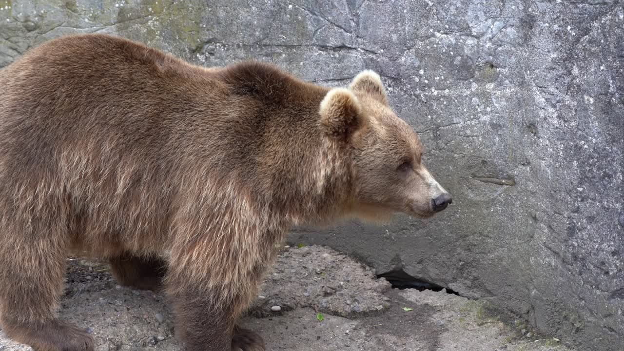Unhappy brown bear in zoo captivity - Closeup portrait walking on concrete next to massive rock wall